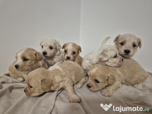 Pui de bichon frise combinati cu o rasa bej 