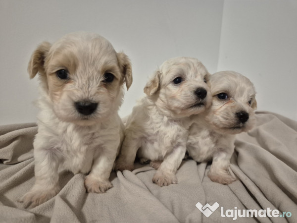 Pui de bichon frise combinati cu o rasa bej 