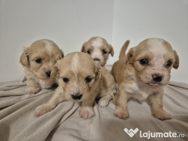 Pui de bichon frise combinati cu o rasa bej 