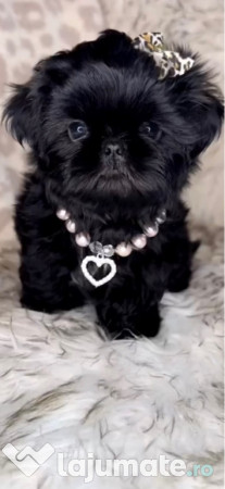 Shih tzu mini toy 