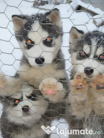 Husky Siberian pentru detalii în privat 