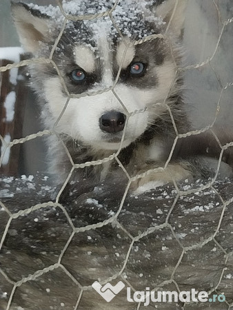 Husky Siberian pentru detalii în privat 