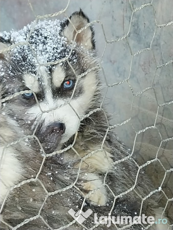 Husky Siberian pentru detalii în privat 