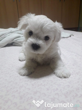 Bichon maltez talie mica