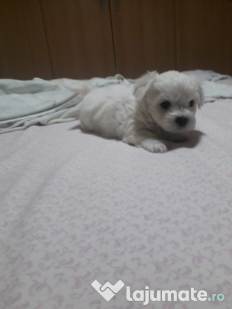 Bichon maltez talie mica