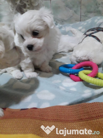 Bichon maltez talie mica