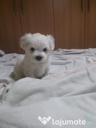 Bichon maltez talie mica