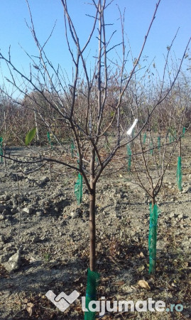 Pomi fructiferi la balot varsta 3-4 ani 