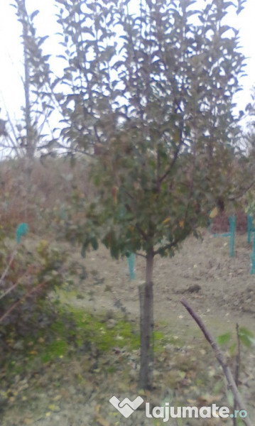 Pomi fructiferi la balot varsta 3-4 ani 