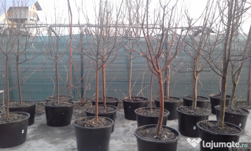 Pomi fructiferi la balot varsta 3-4 ani 