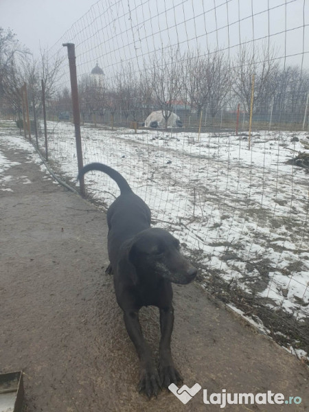 Catea teckel de 2 ani 