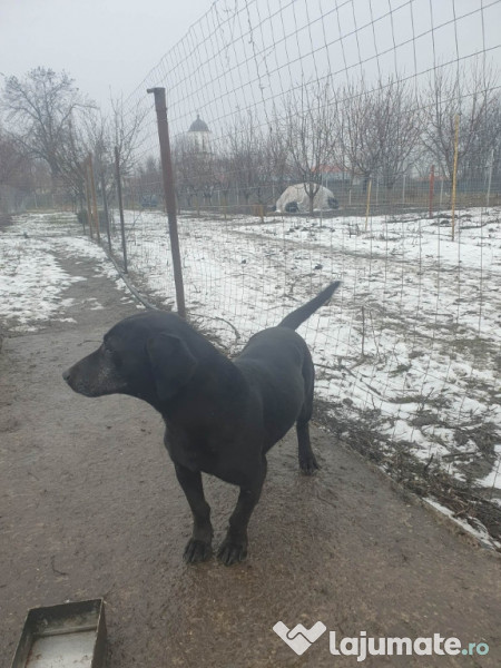 Catea teckel de 2 ani 