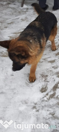 Ciobanesc german - 9 luni