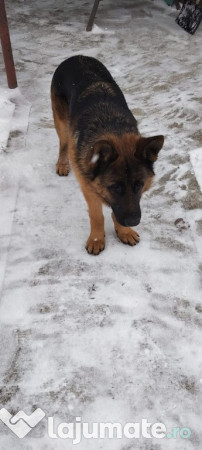 Ciobanesc german - 9 luni