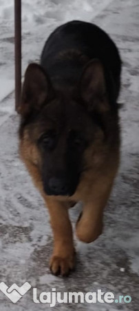 Ciobanesc german - 9 luni