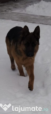 Ciobanesc german - 9 luni