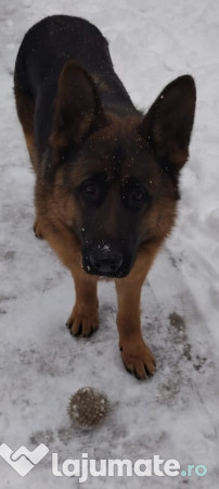 Ciobanesc german - 9 luni