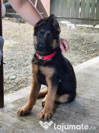 Ciobanesc german - 9 luni