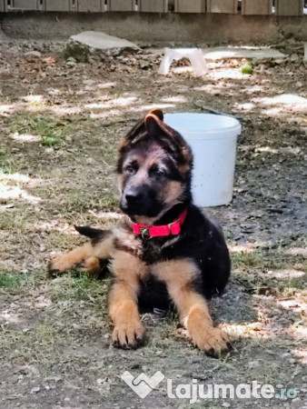 Ciobanesc german - 9 luni