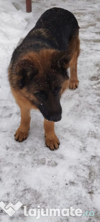 Ciobanesc german - 9 luni