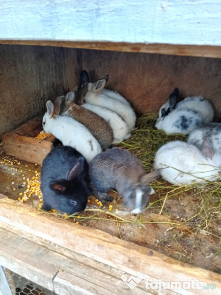 Iepuri 11 bucati