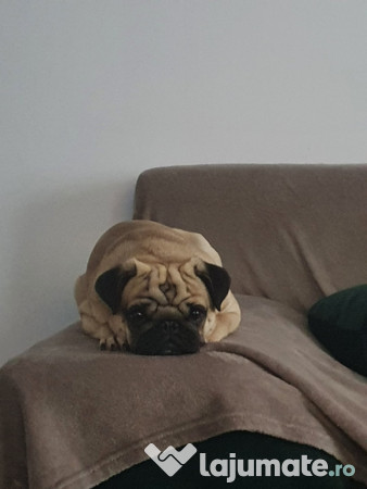 Mascul Pug/Mops pedigree caut partenera-monta gratis 