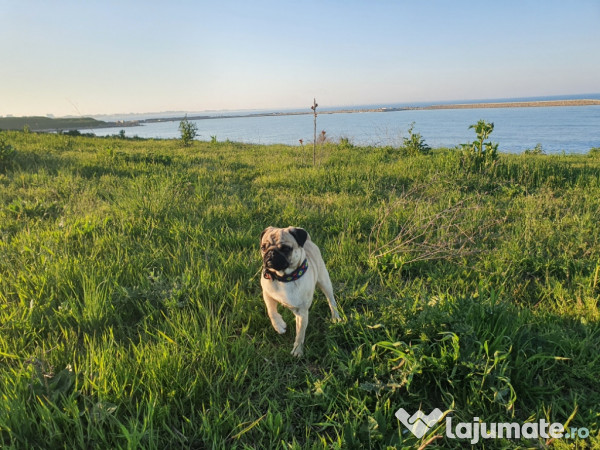 Mascul Pug/Mops pedigree caut partenera-monta gratis 