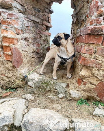 Mascul Pug/Mops pedigree caut partenera-monta gratis 
