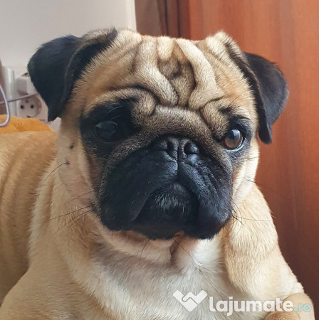 Mascul Pug/Mops pedigree caut partenera-monta gratis 