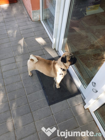 Mascul Pug/Mops pedigree caut partenera-monta gratis 
