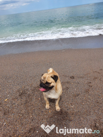 Mascul Pug/Mops pedigree caut partenera-monta gratis 