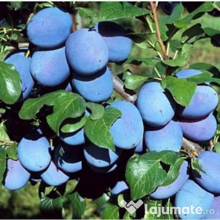 Palinca de prune 100 % naturală