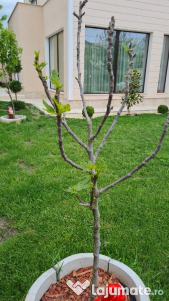 Cumpana / vila super finisaje