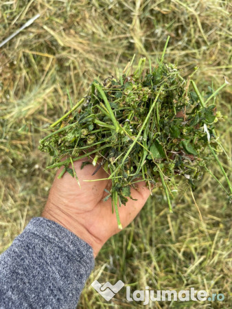 Baloti lucerna in Botosani infoliati (semifân) și fan eco 