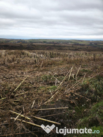 Teren intravilan, 5000 mp, Siret