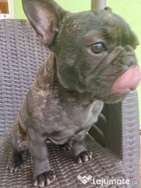 Bulldog francez băiețel și fetiță 