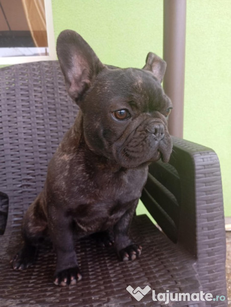 Bulldog francez băiețel și fetiță 