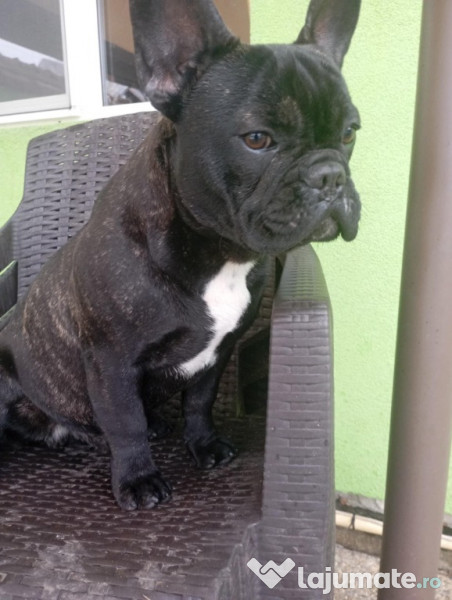 Bulldog francez băiețel și fetiță 