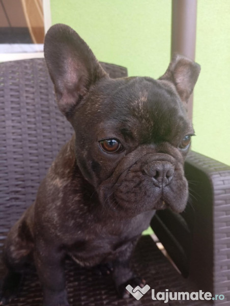 Bulldog francez băiețel și fetiță 
