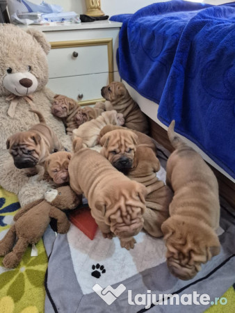 Shar pei cu pedigree