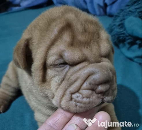 Shar pei cu pedigree