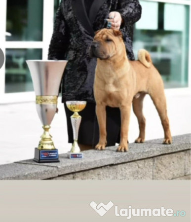 Shar pei cu pedigree