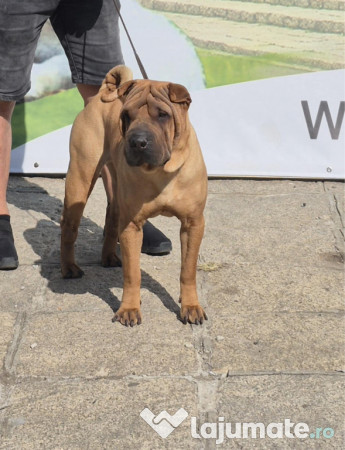 Shar pei cu pedigree