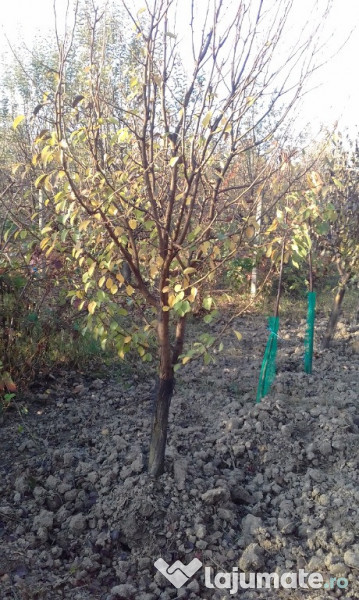 Pomi cu balot de pamant 3-4 ani 