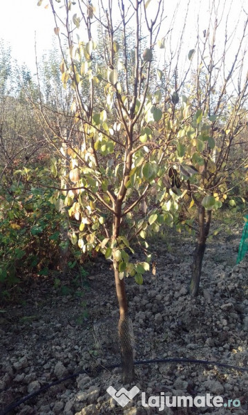 Pomi cu balot de pamant 3-4 ani 