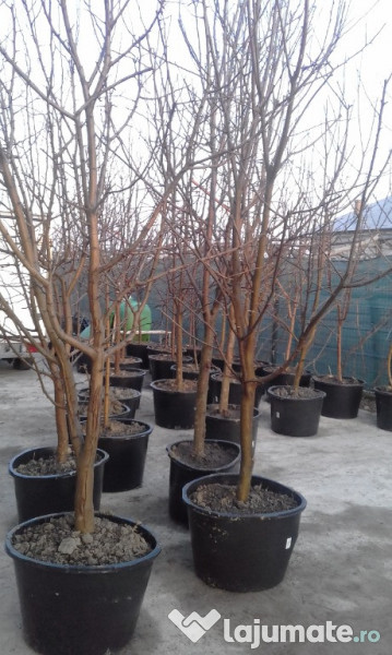 Pomi cu balot de pamant 3-4 ani 