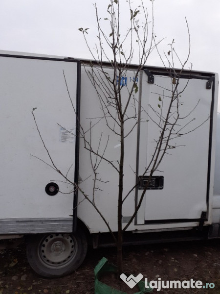 Pomi cu balot de pamant 3-4 ani 