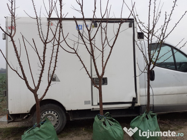 Pomi cu balot de pamant 3-4 ani 