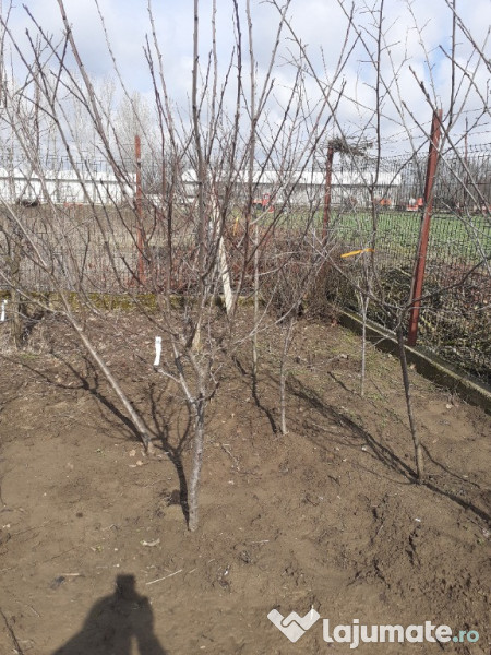 Pomi cu balot de pamant 3-4 ani 