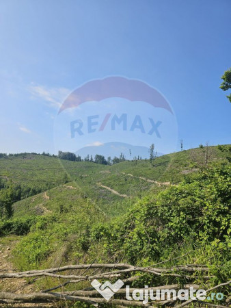 Pasune 21 ha pretabila pentru panouri fotovoltaice,impadurit